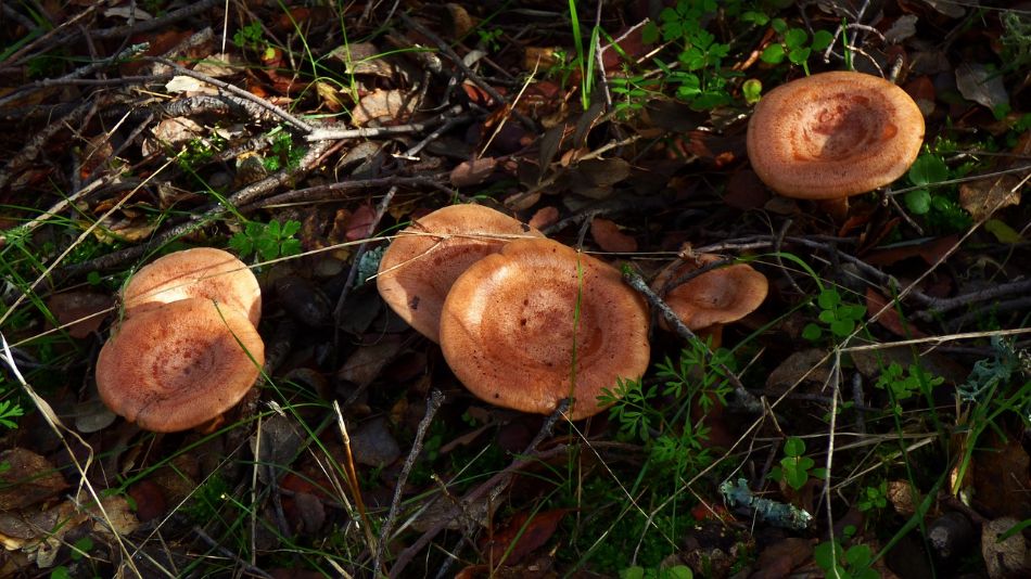 Lactarius deliciosus - Caractéristiques du poisson blanc et de son habitat